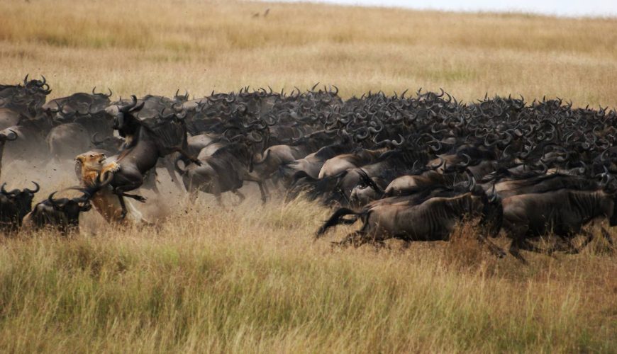 Viaggi naturalistici in Tanzania