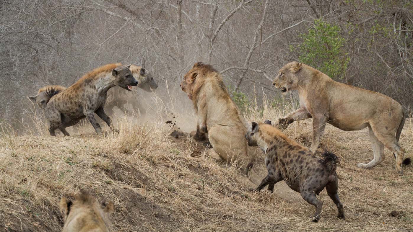 leoni circondati da iene