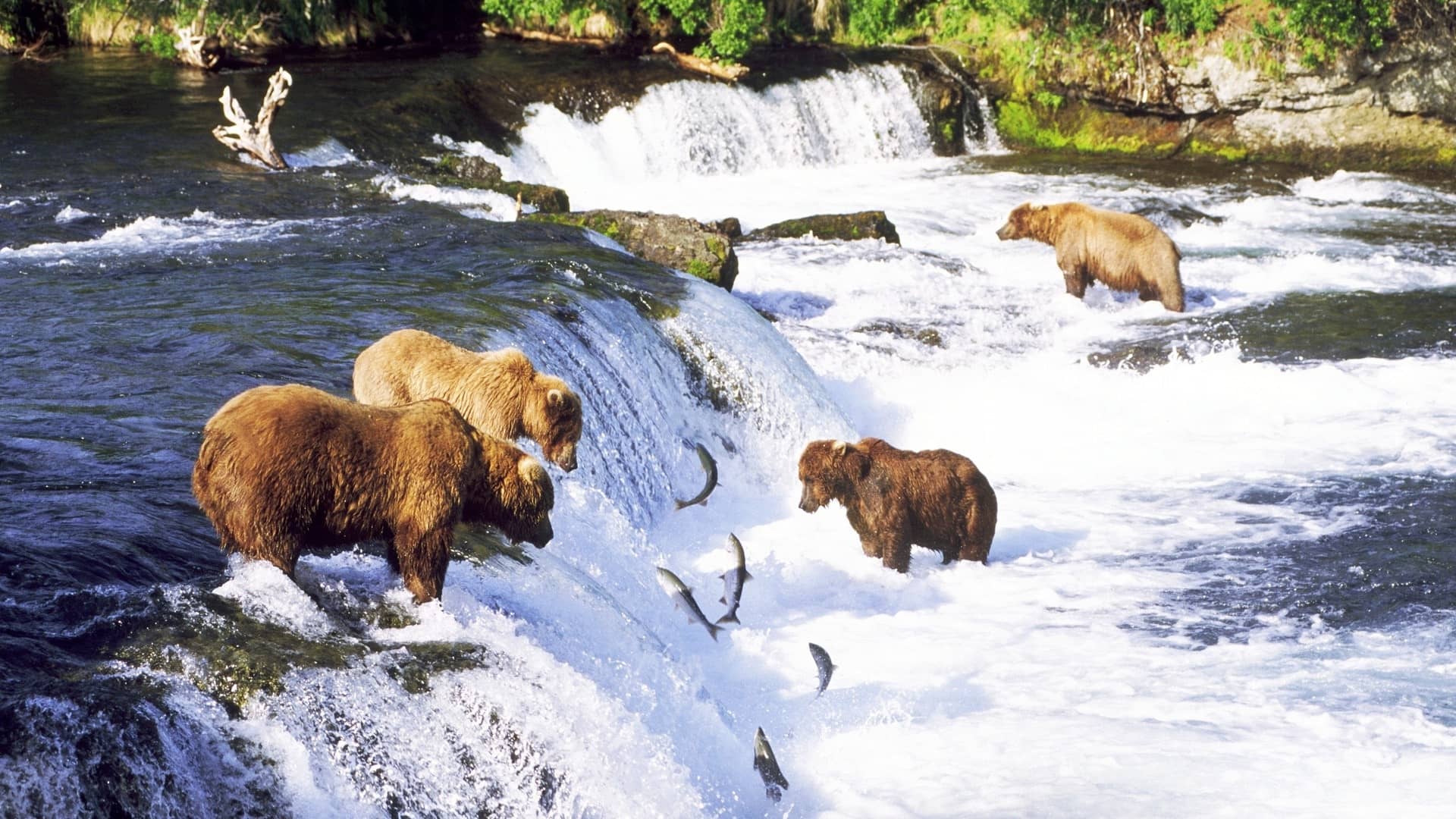 grizzly intenti a catturare salmoni che risalgono le rapide controcorrente