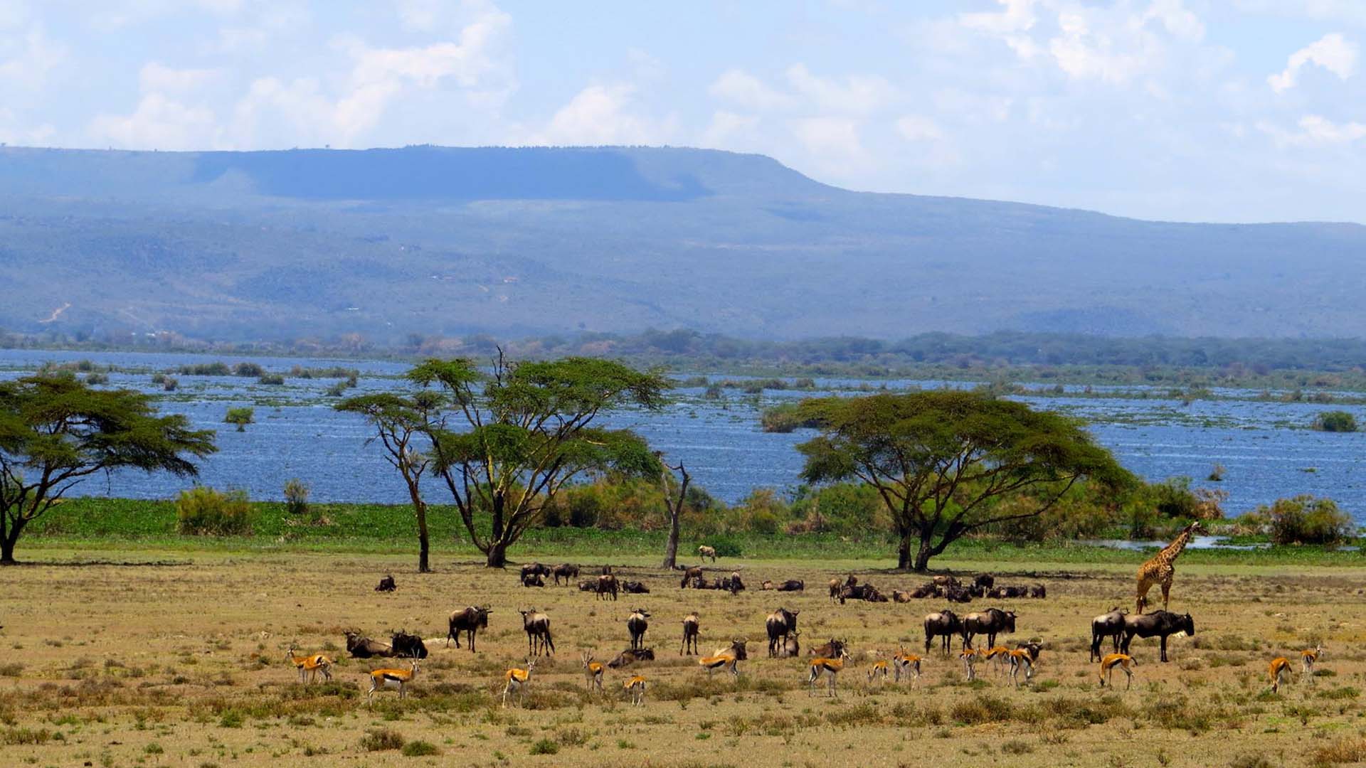 gnu e antilopi presso il Lake Naivasha in Kenya