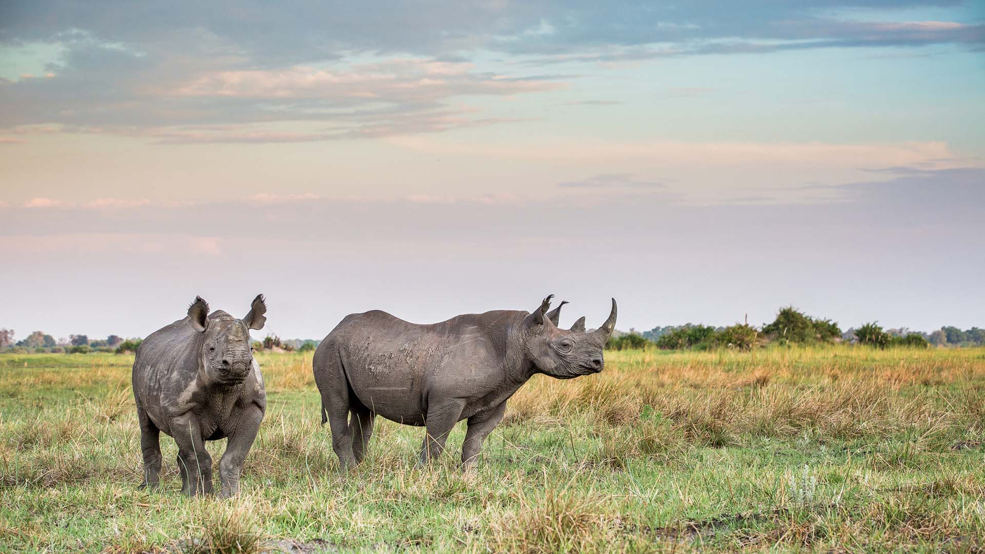 Rhino Safari Botswana