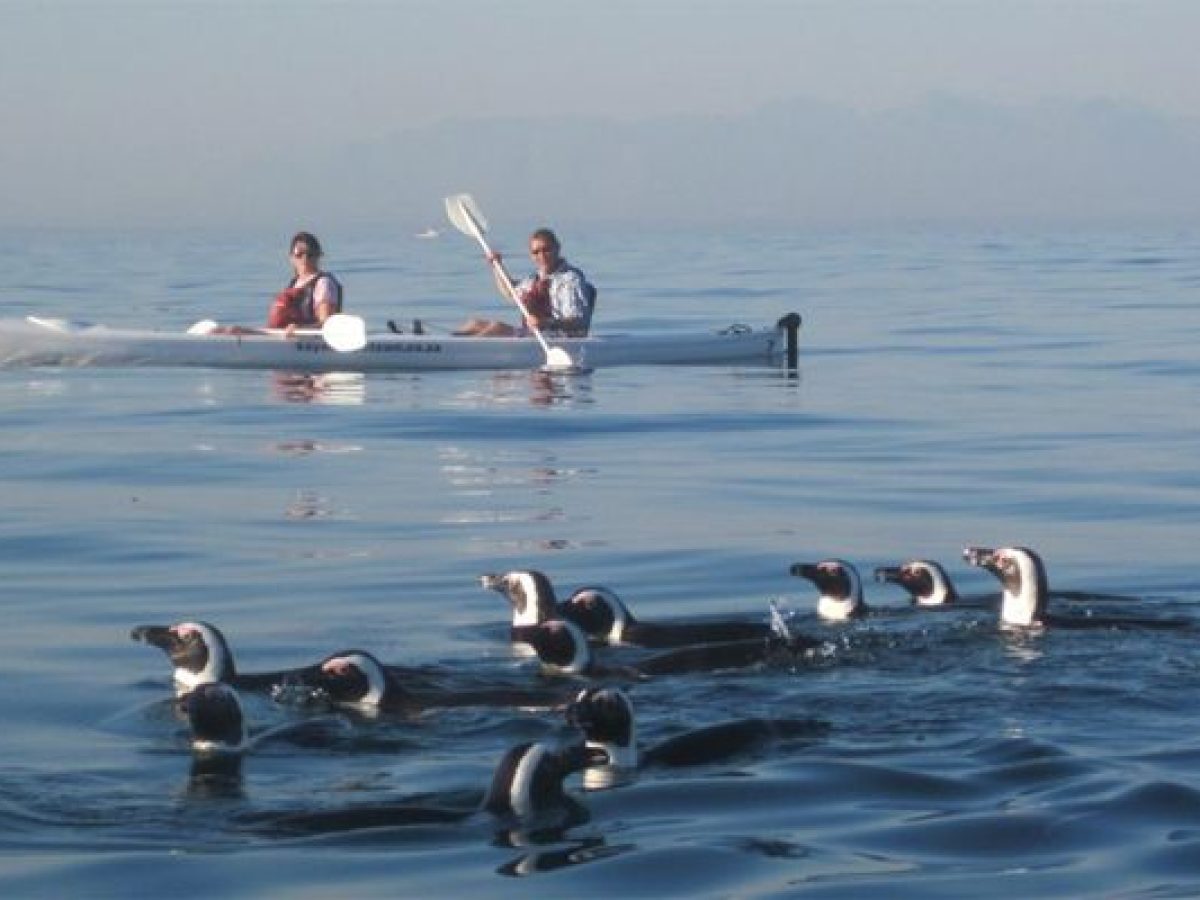 in kayak tra i pinguini della False Bay