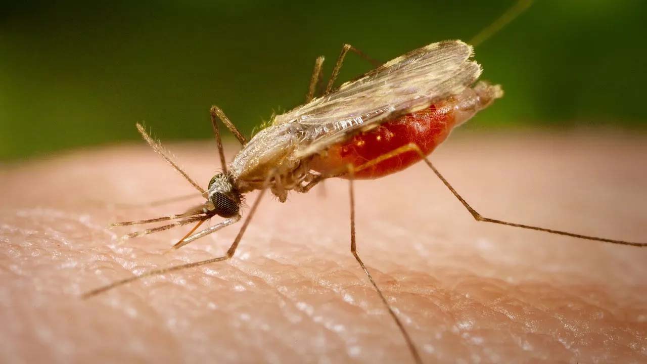 zanzara anofele