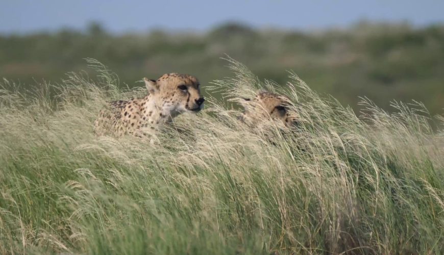 Kalahari Safari Botswana