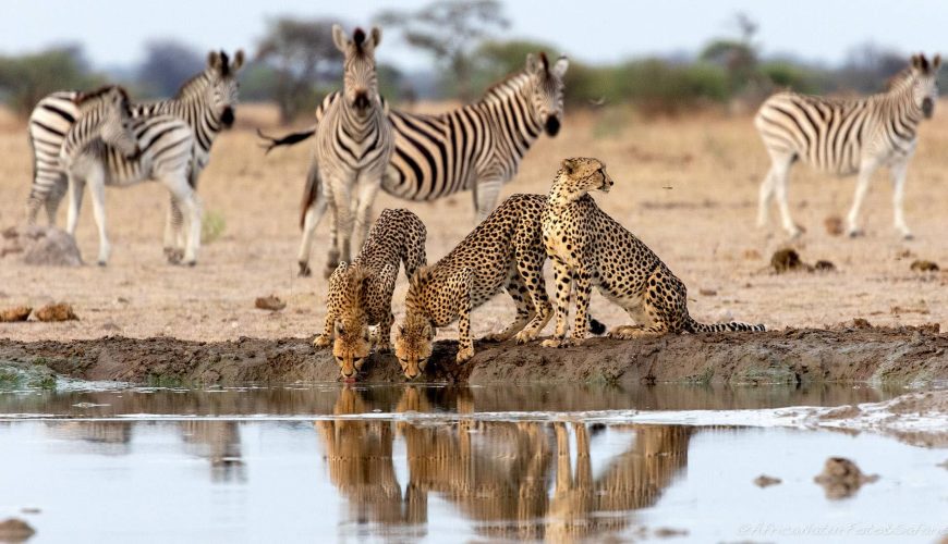 ghepardi mentre bevono ad una pozza del Makgadikgadi Pan