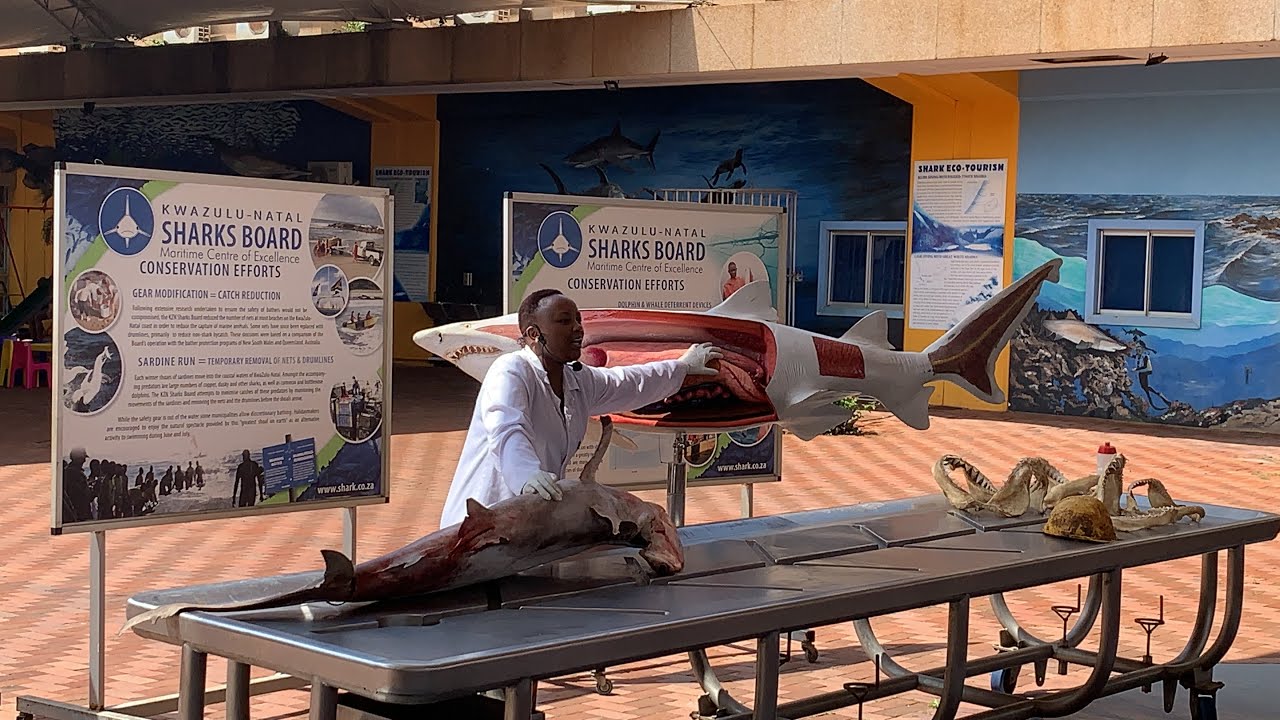 dissezione di uno squalo ad Umhlanga