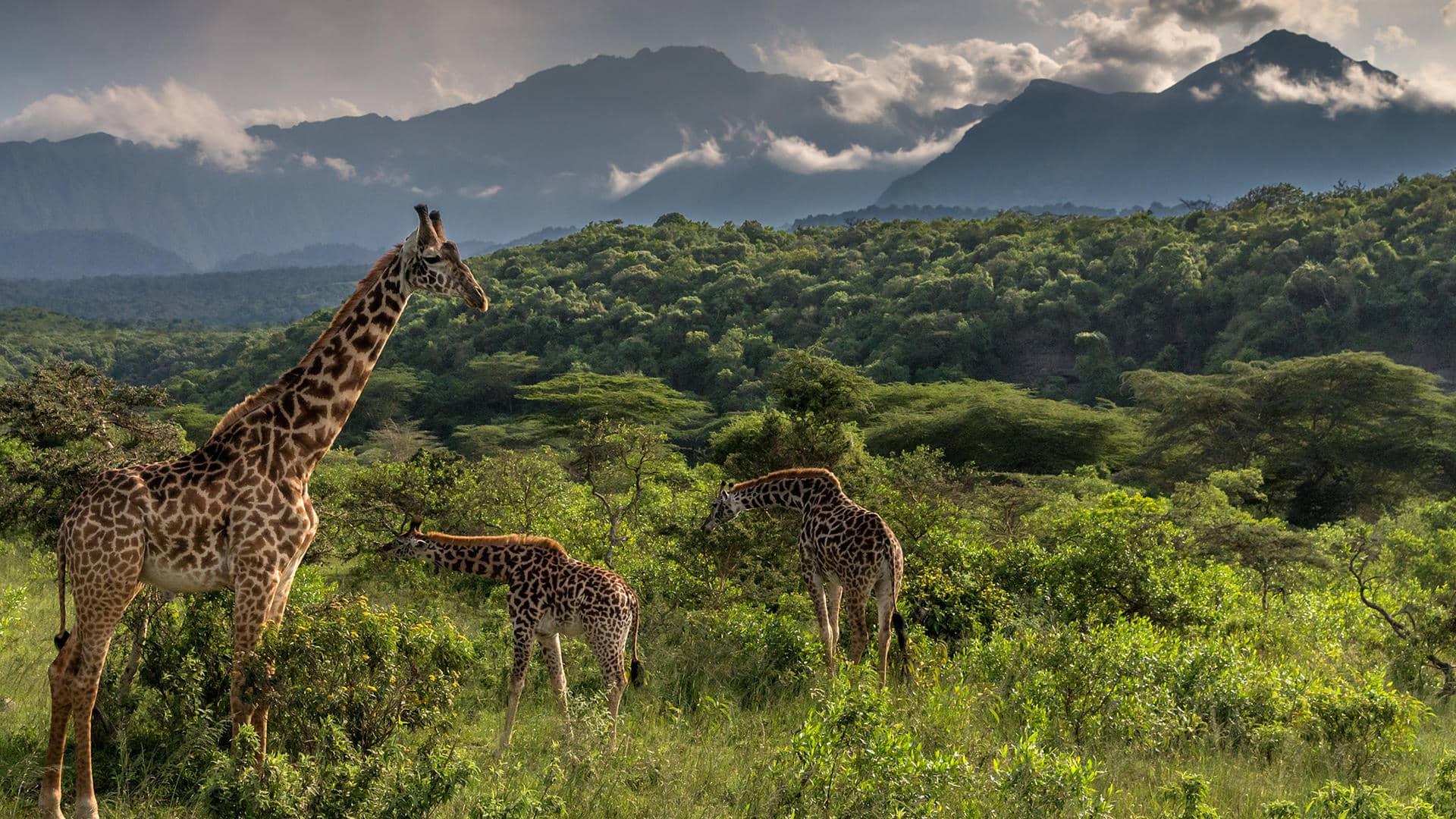 giraffe nell'arusha national park