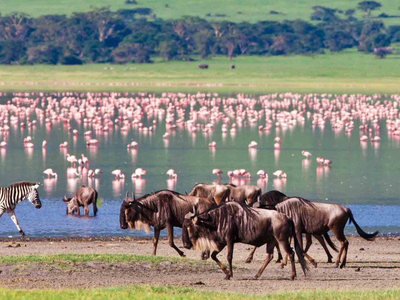 Safari Lake Manyara National Park