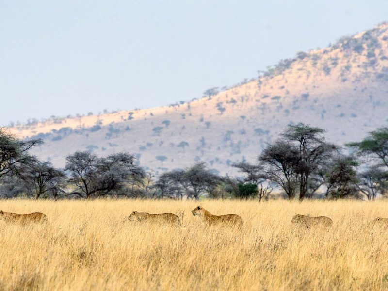 Safari Serengeti National Park