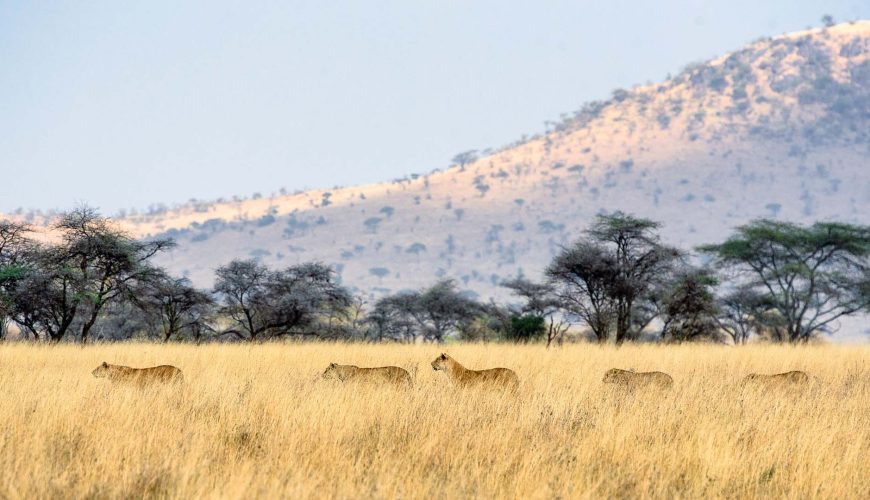 leoni nel Serengeti National Park