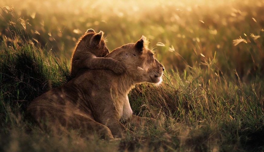 una leonessa con il cucciolo nella savana