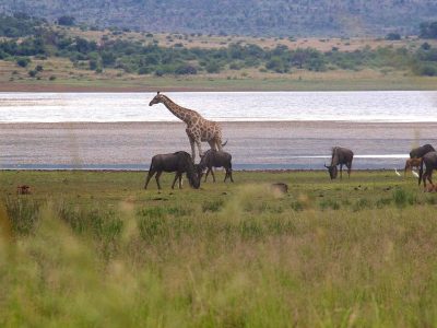 giraffa e gnu vicino ad un grande stagno nella Pilanesberg Game Reserve