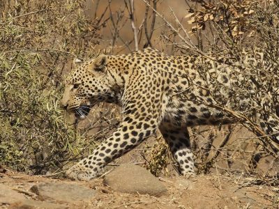 Leopard Pilanesberg Game Reserve