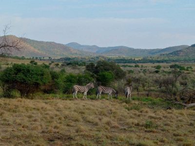 Zebra nella Pilanesberg Game Reserve