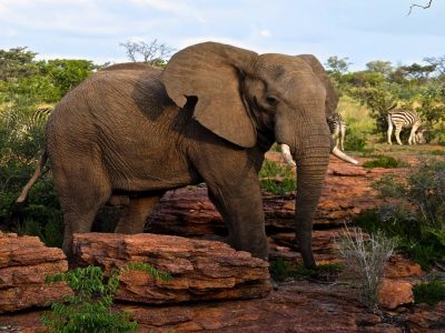 elephants Welgevonden Private Game Reserve