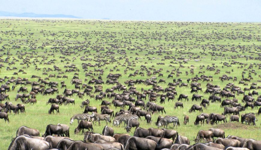 decine di migliaia di gnu e zebre nel serengeti