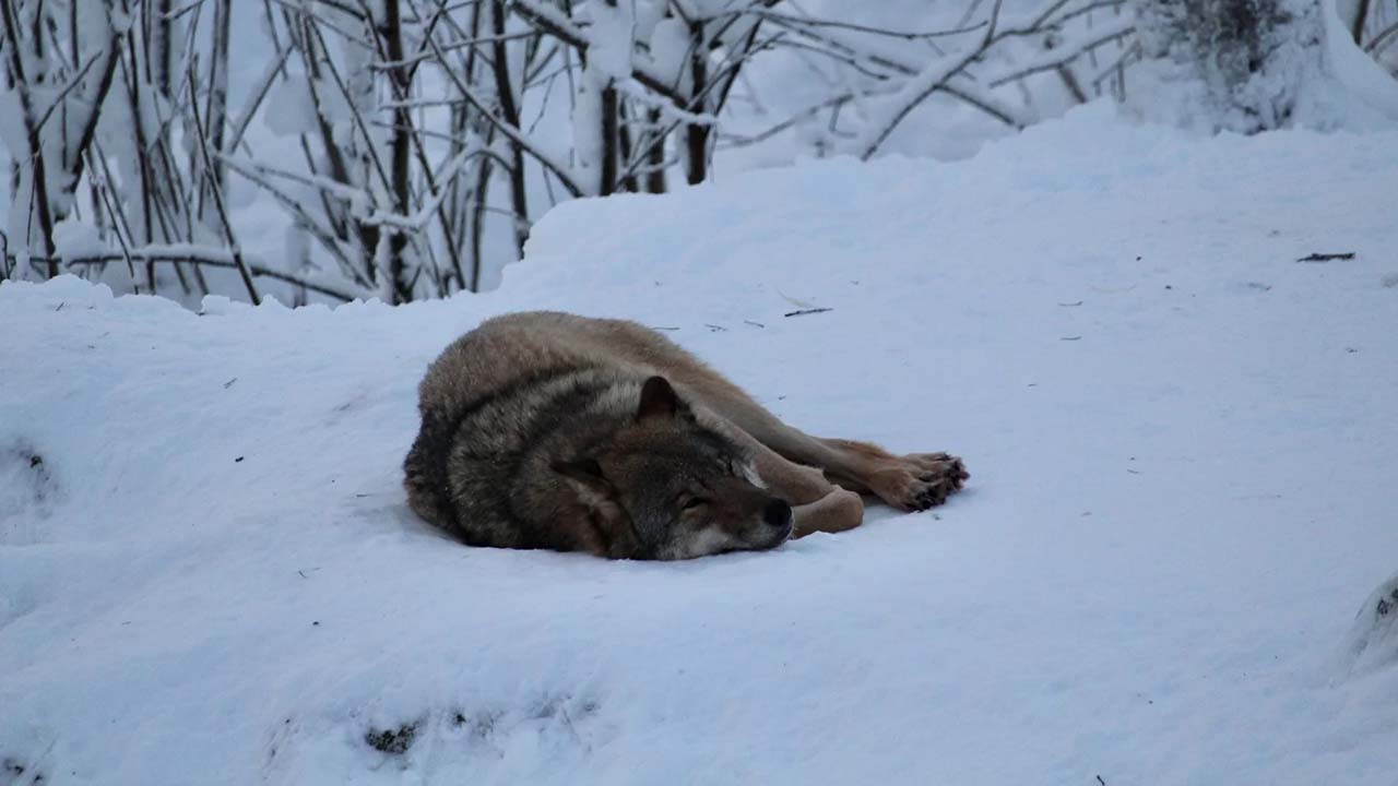lupo disteso sulla neve nella ranua wildlife reserve