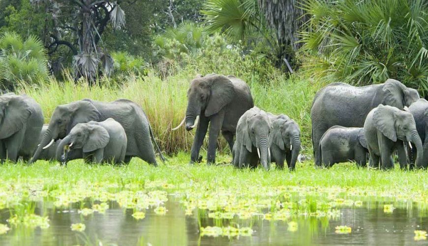 elefanti lungo il fiume nel nyerere national park