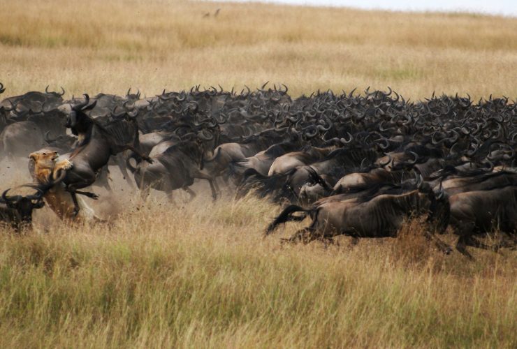 leone che cattura uno gnu durante la grande migrazione del serengeti