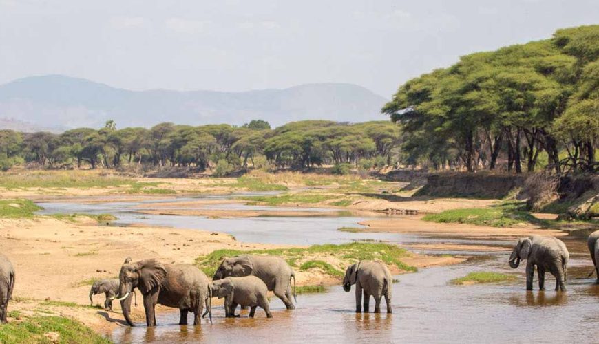 elefanti lungo il great ruaha river
