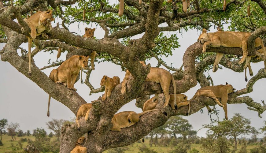 leoni sugli alberi nel parco del tarangire