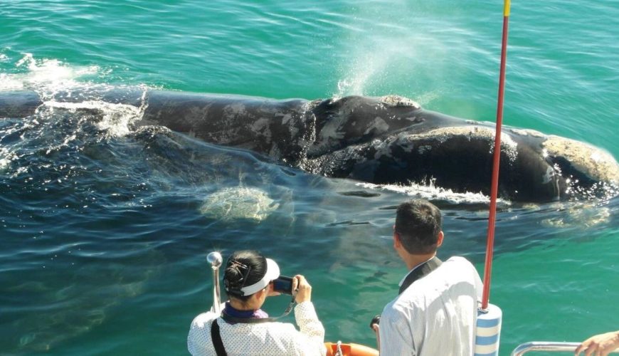 whale watching dalla barca a gansbaai