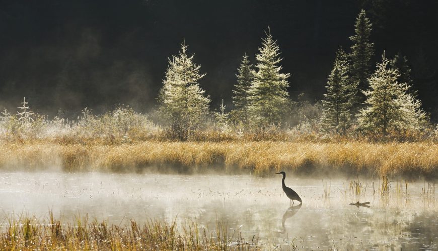 airone nella foschia nell'Algonquin Park