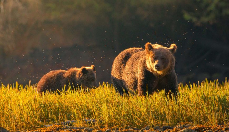 grizzly durante un safari dal great bear lodge