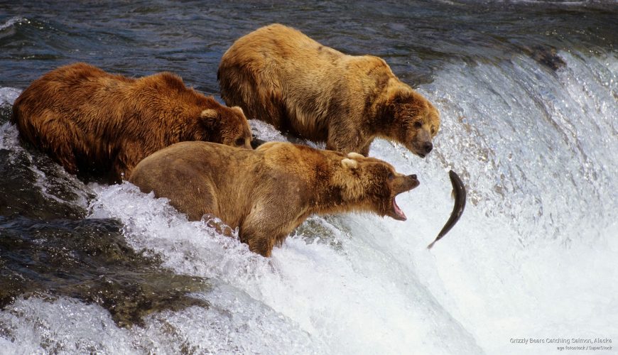 grizzly intenti a cacciare salmoni che risalgono le rapide