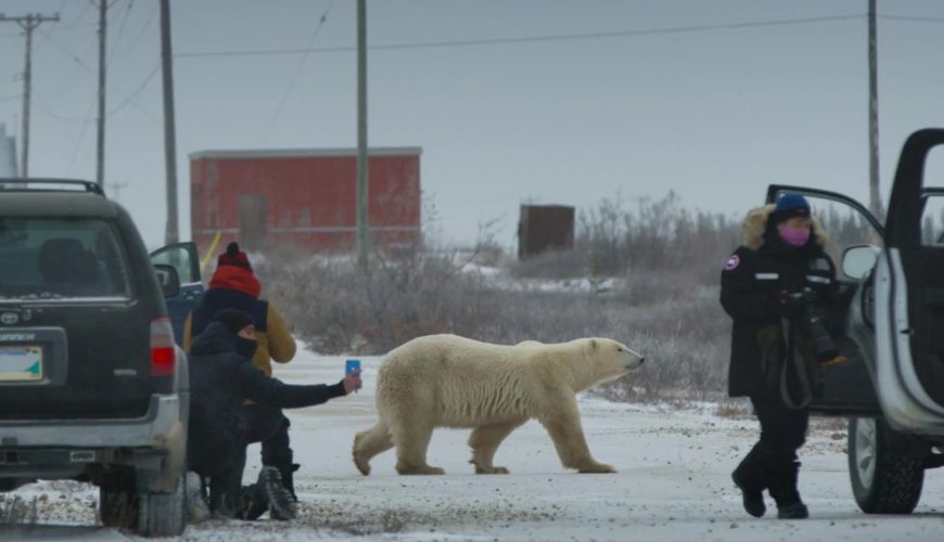 Persone fotografano con il telefonino un orso polare mentre attraversa una strada di Churchill
