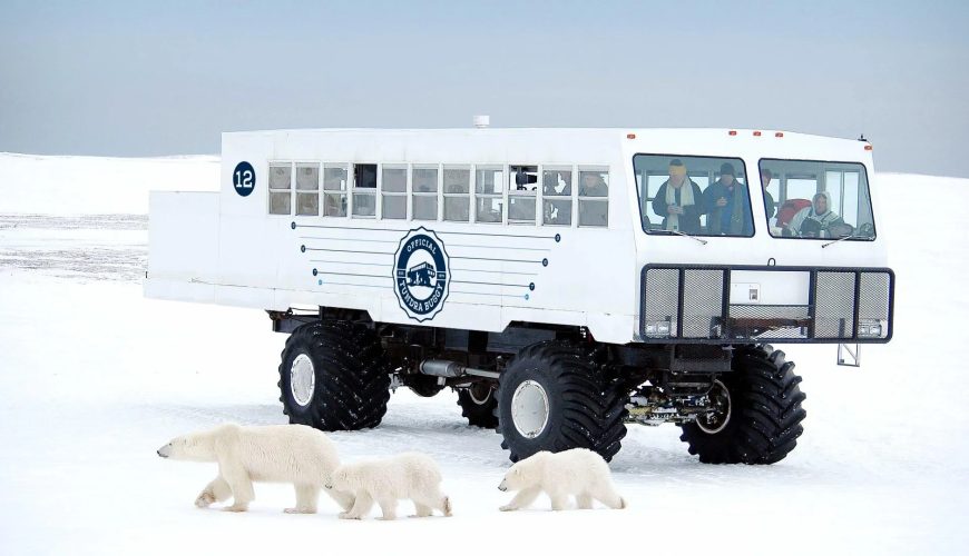 mamma orsa con ci cuccioli vicino al tundra buggy a Churchill