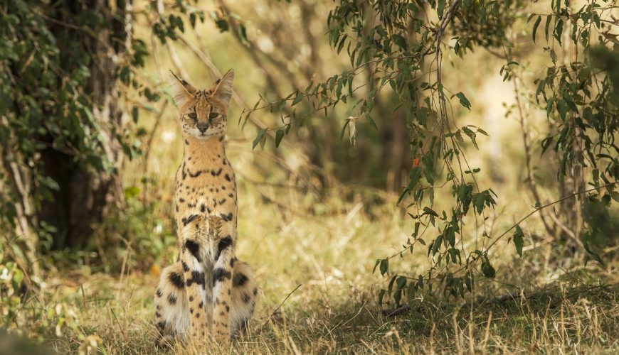 serval safari botswana