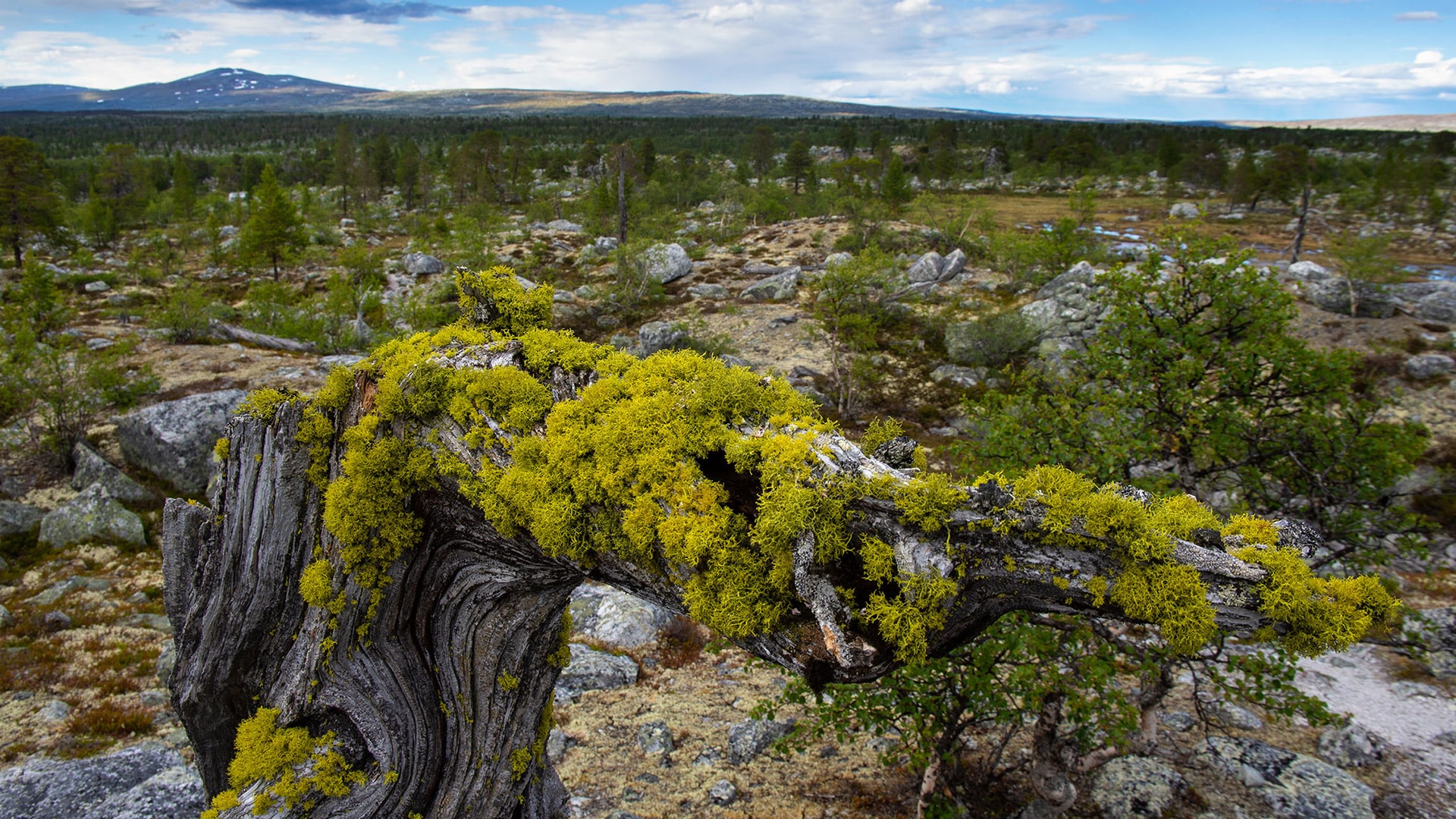 Femundsmarka National Park