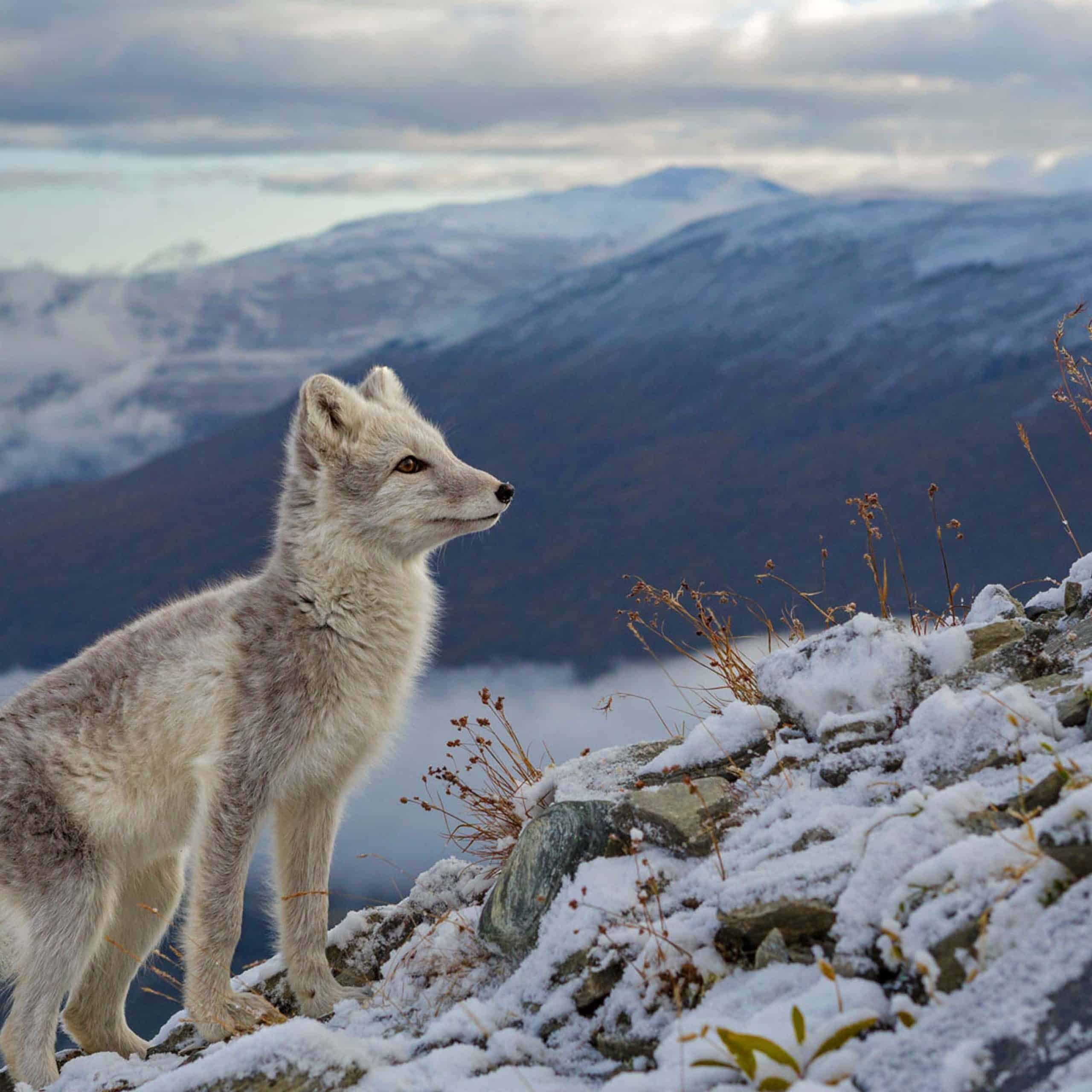 arctic fox