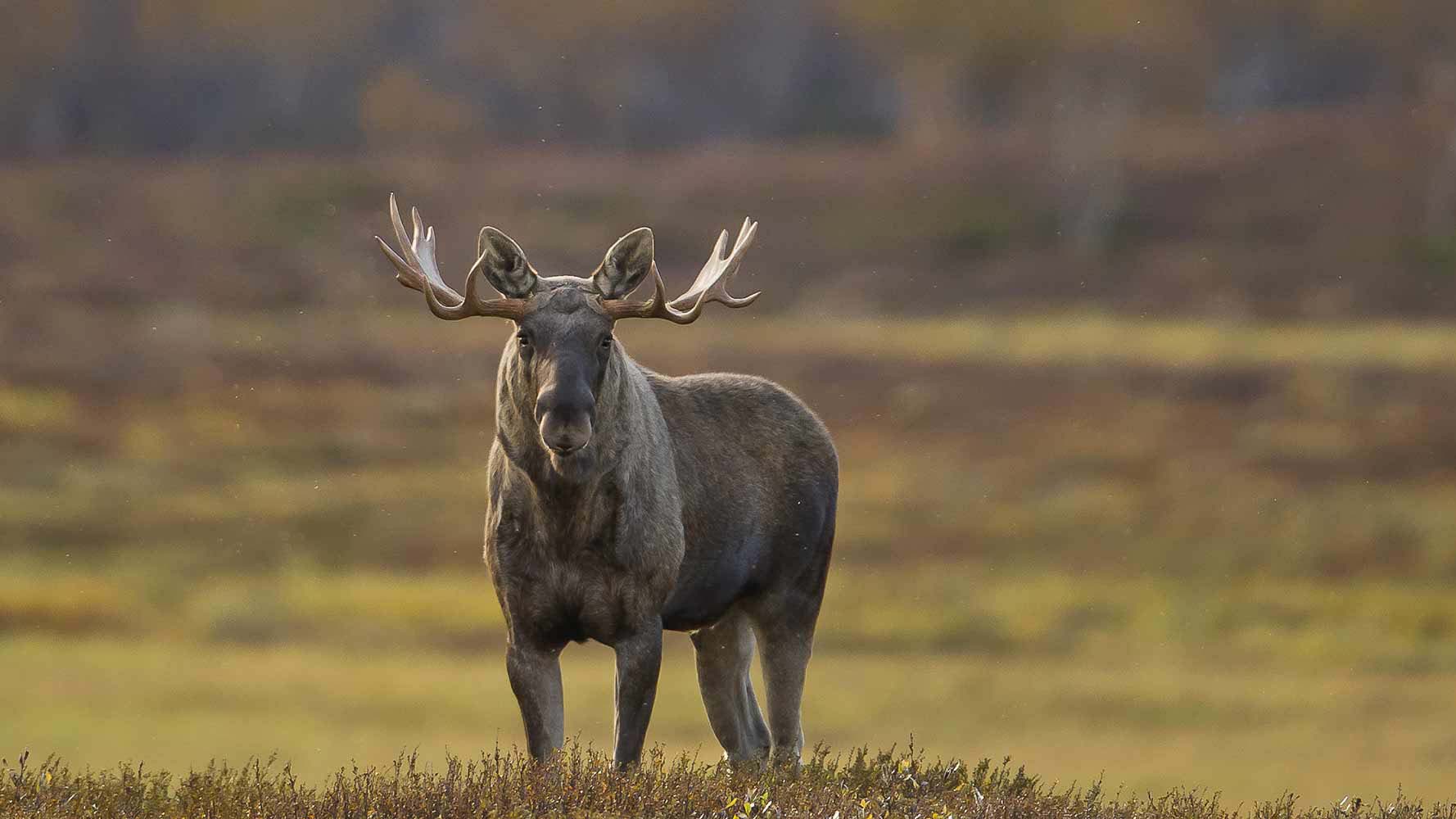elk