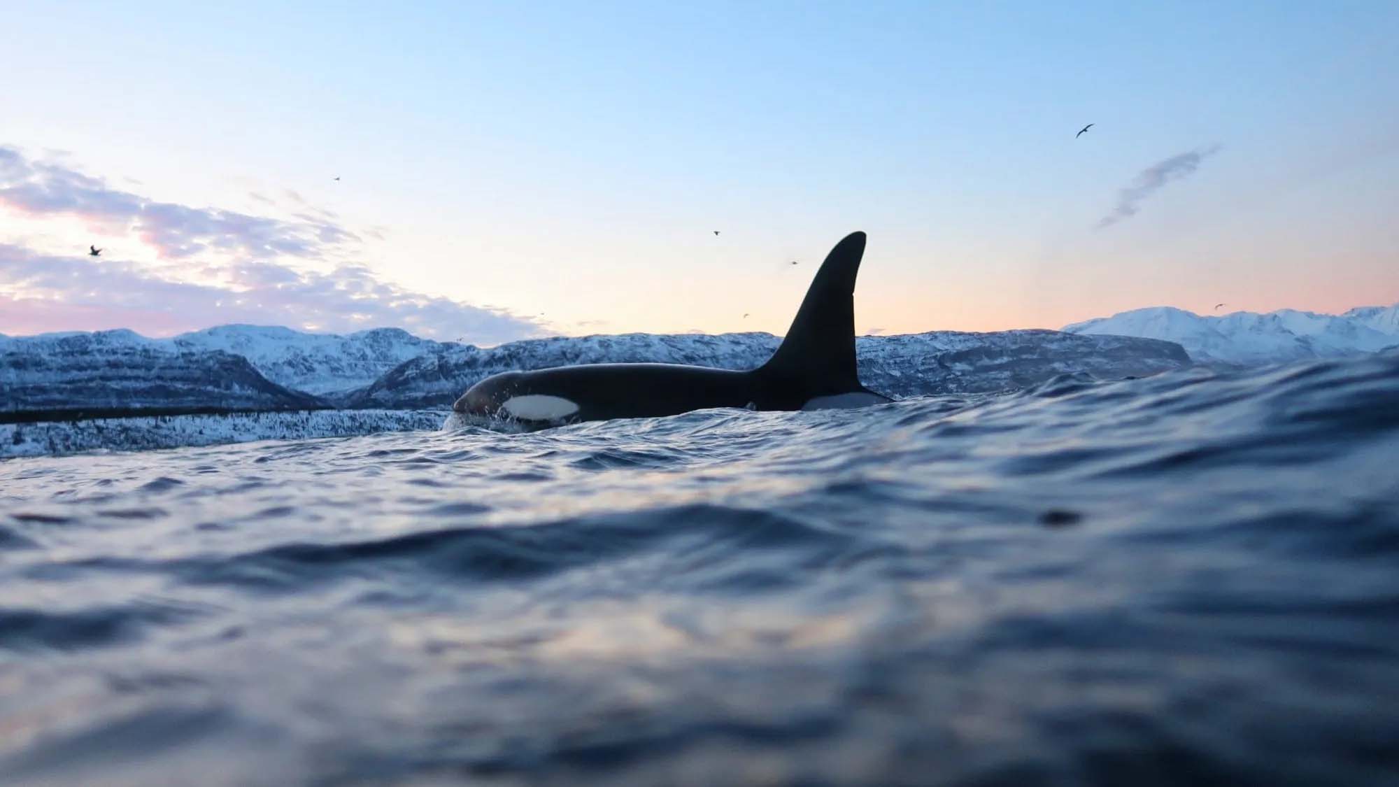 killer whale