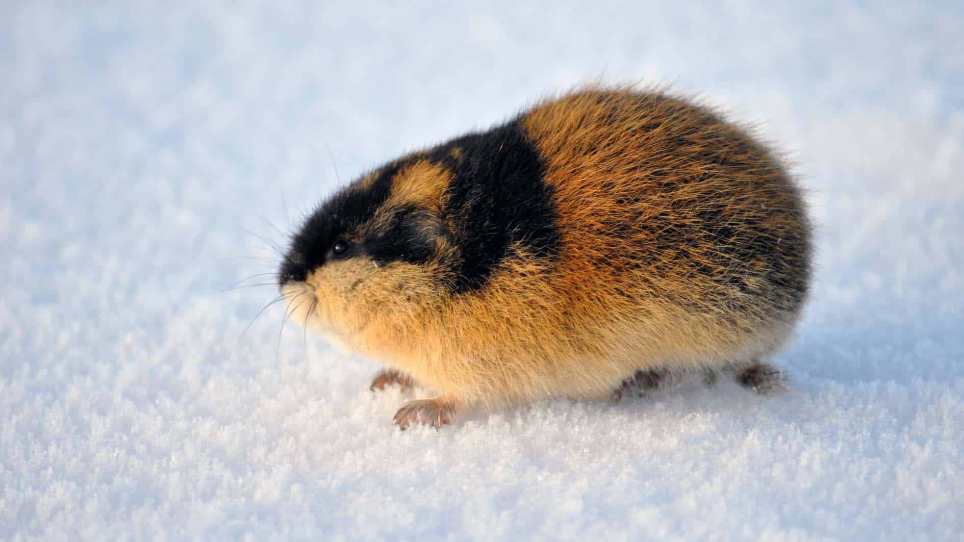 lemming