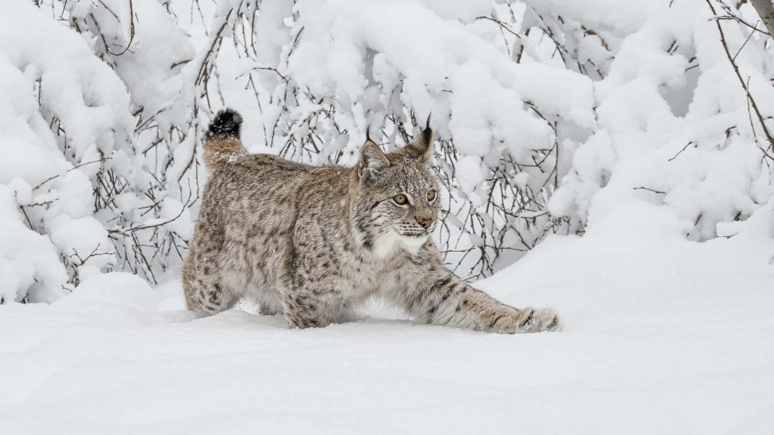lynx