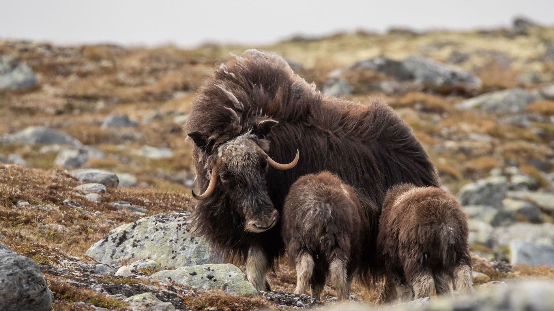 musk ox