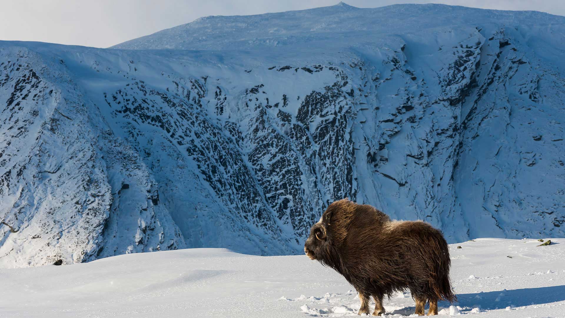muskox in the snow in the Dovfrefjell National Park