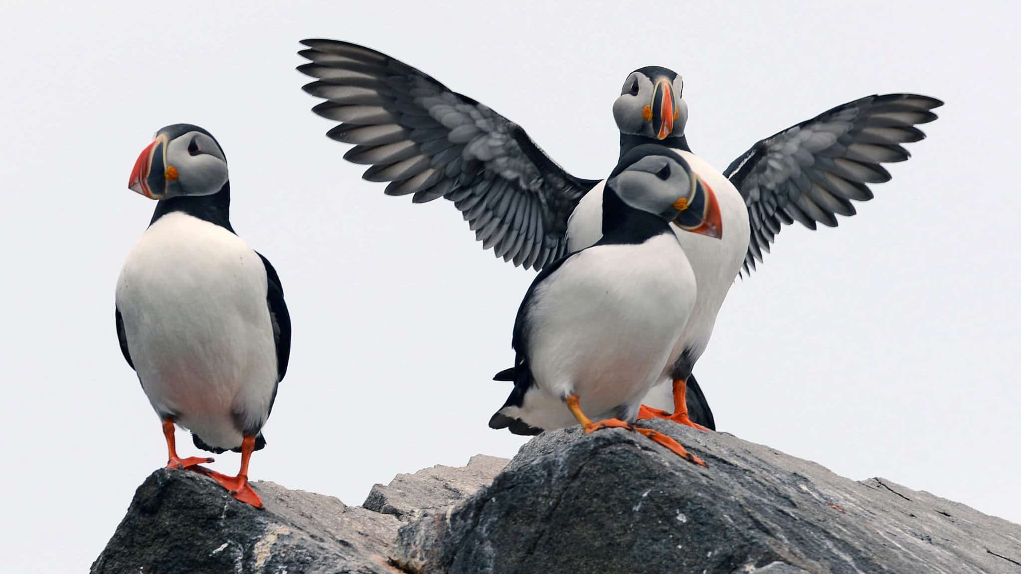 puffin