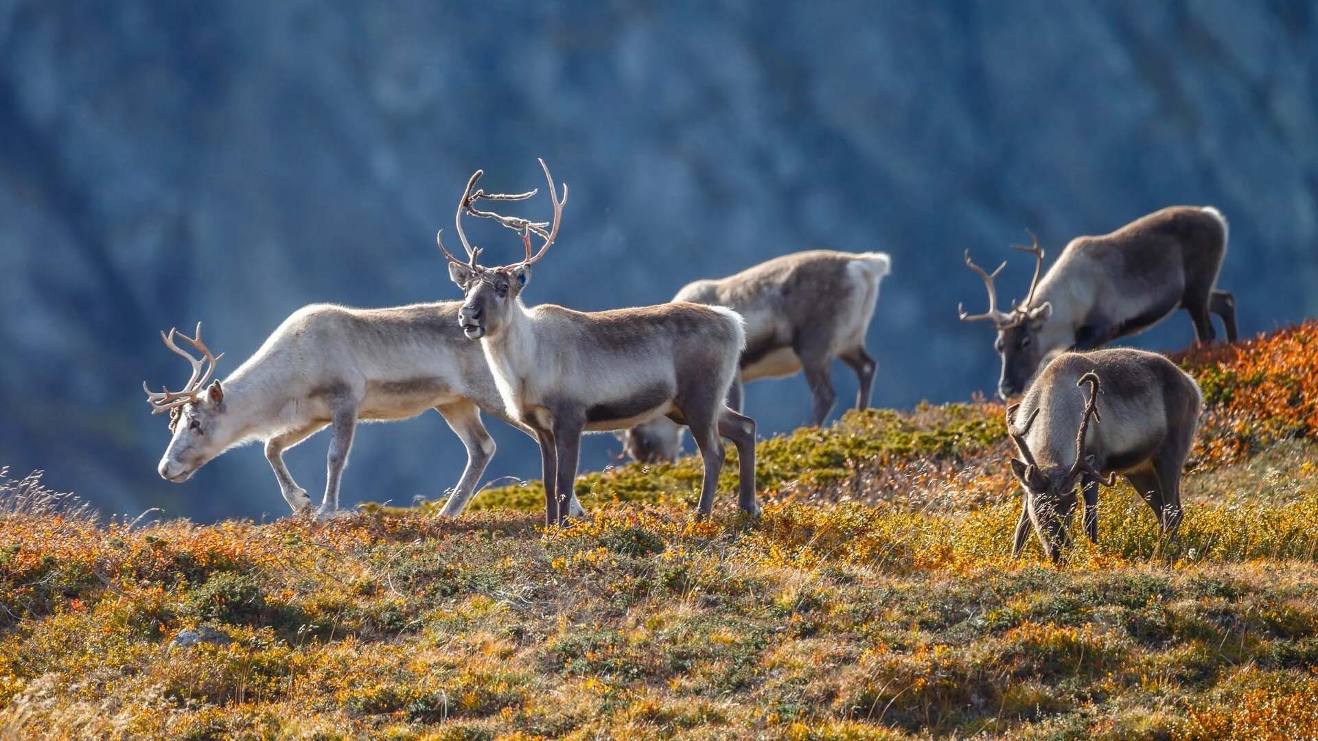 wild reindeer