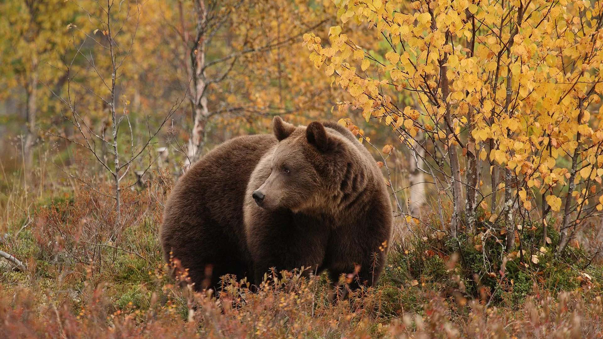 brown bear