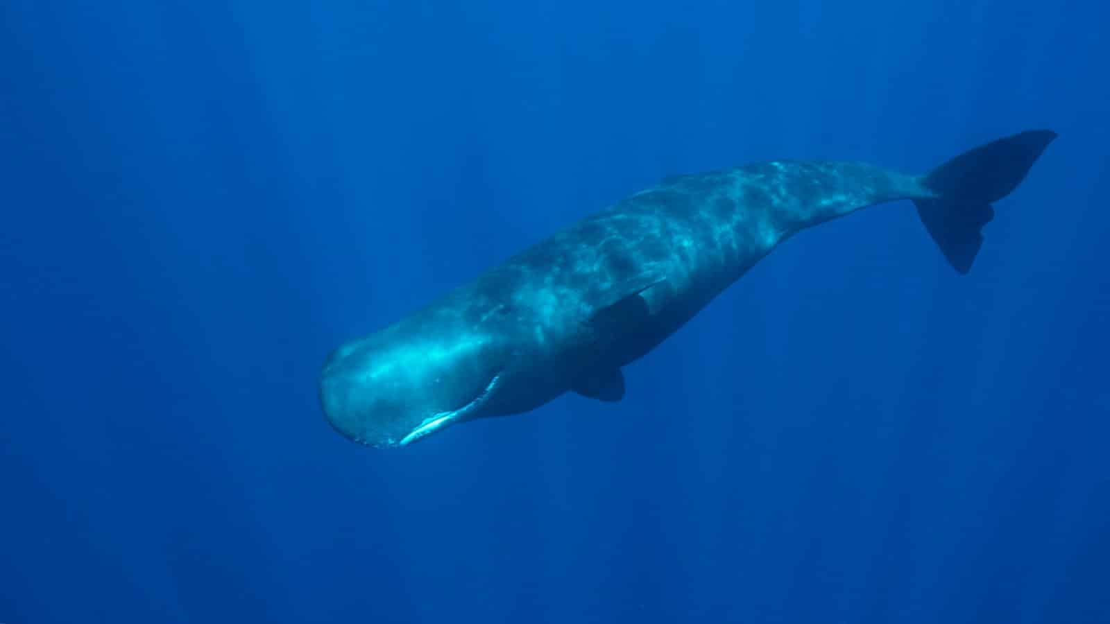 sperm whale