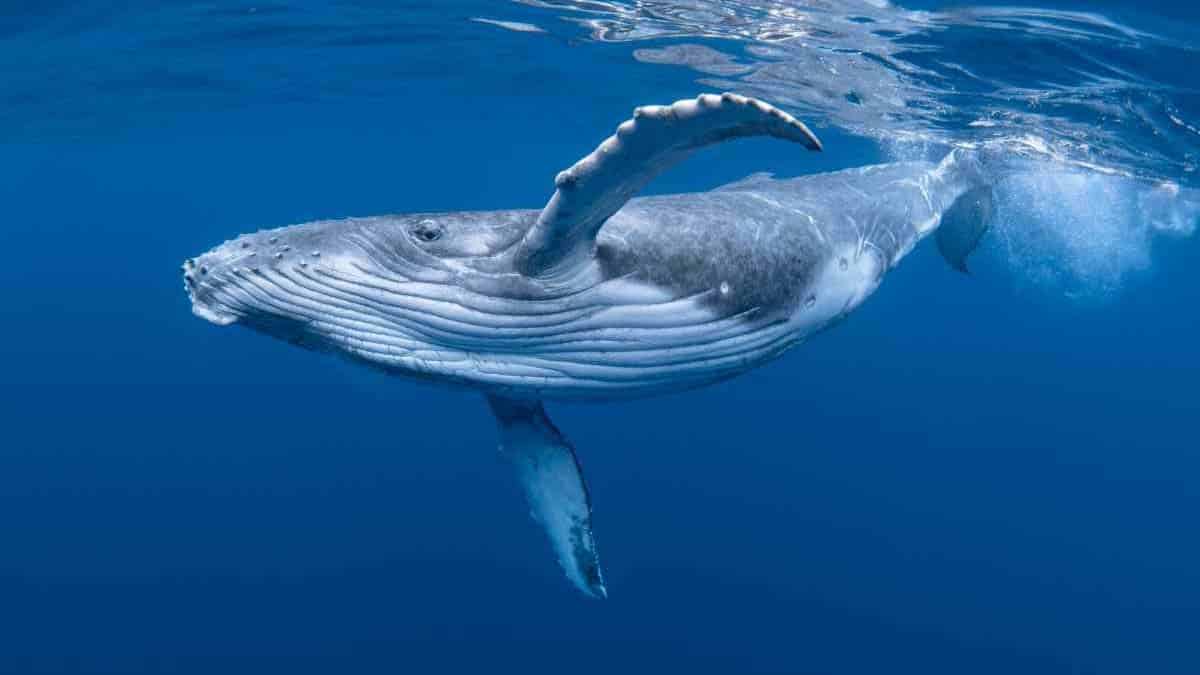 humpback whale