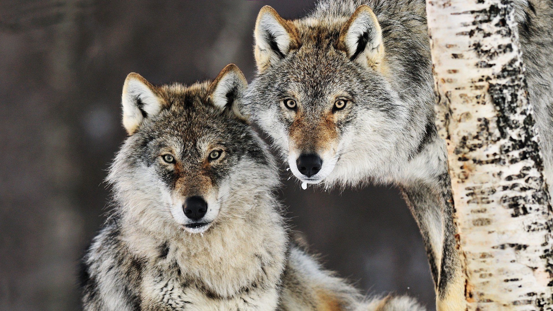 wolves