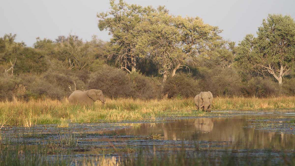 khwai concession botswana elefanti lungo il river Khwai, in Botswana