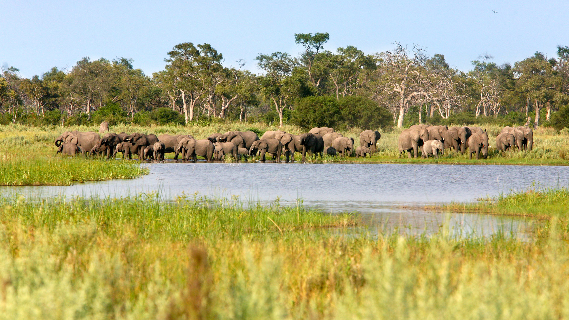 selinda concession selinda concession