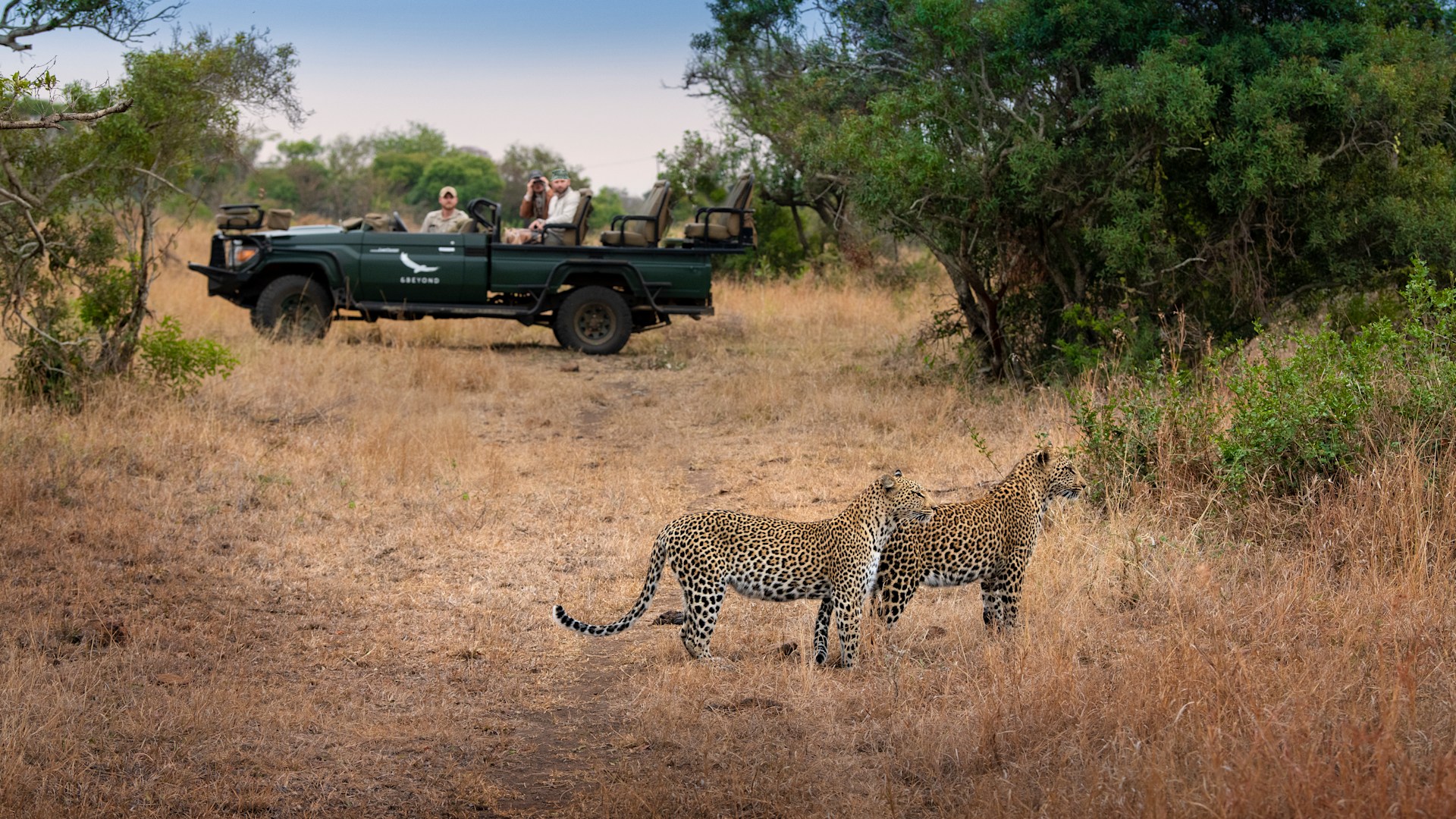 South-Africa-Phinda-Private-Game-Reserve leopardi nella phinda game reserve