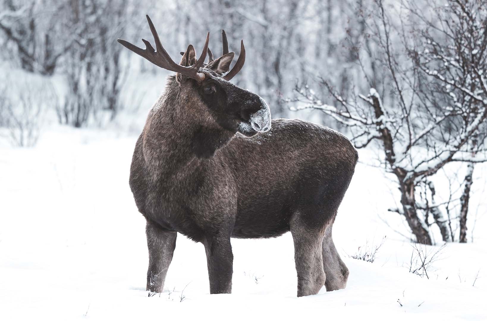 European-Moose-pic8 alce in una foresta innevata dell'estonia